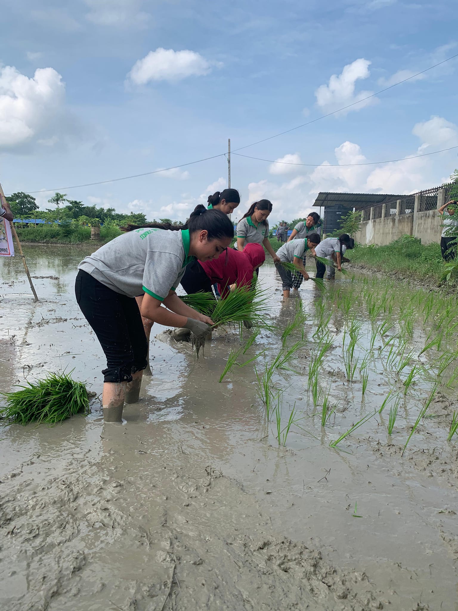 National Paddy Day 2081
