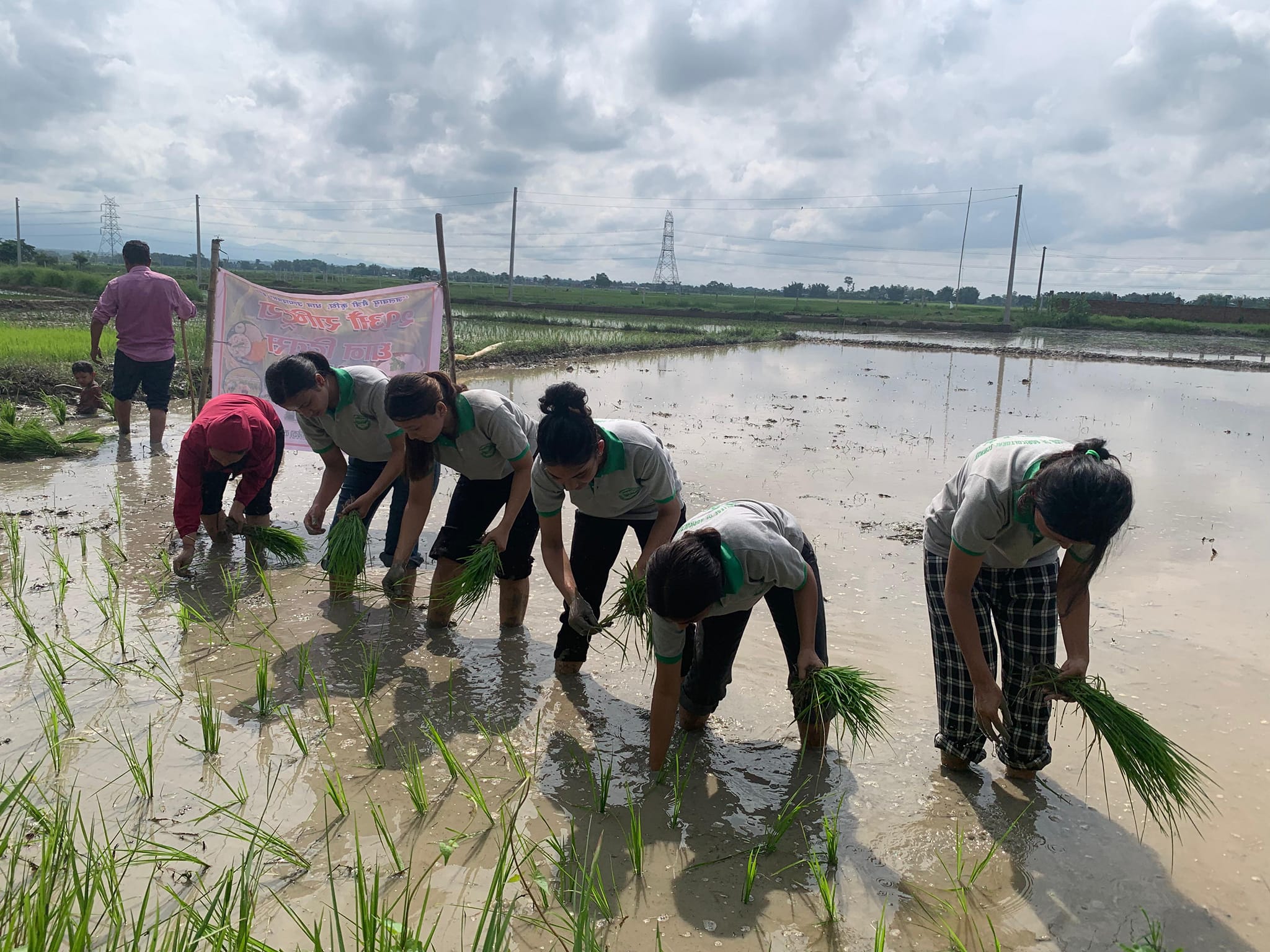 National Paddy Day 2081