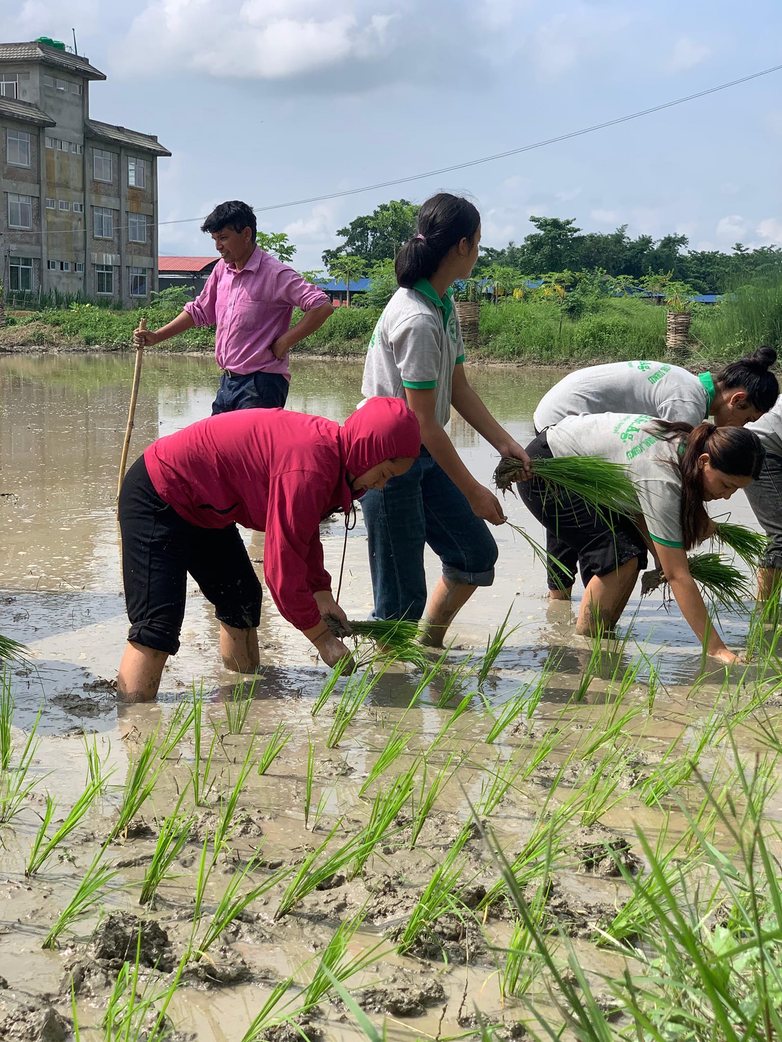 National Paddy Day 2081